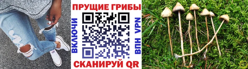 Псилоцибиновые грибы мухоморы  blacksprut ССЫЛКА  Сегежа  наркотики 